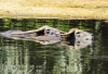GS_Synchronschwimmen