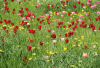 GS_Tulpenwiese