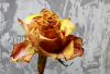GS_verwelkte Rose