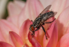 HS_mach ne Fliege