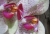JL_Orchidetails.jpg