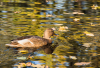 LS_Ente