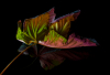 LS_Herbstblatt