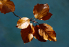 LS_Herbstzweig