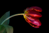 LS_Papagaitulpe