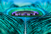 LS_Pfauenfeder mit Wassertropfen