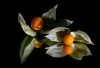 LS_Physalis