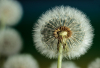 LS_Pusteblume