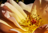 LS_Rose
