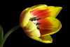 LS_RotgelbeTulpe
