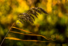 LS_Schilf im Wind