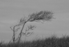 RP_Windfluechter_bearbe_DSC06782