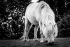 SH_Pony