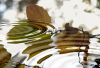 WB_Blaetter-im-Wasser