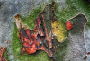 WB_Blaetterbaum