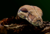 WB_Boa Constrictor