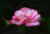 WB_Diamantrose