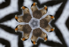 WB_Doppelkopf x5