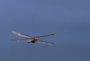 WB_Flug der Libelle
