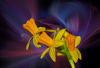WB_Fruehlingsduft_1