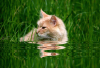 WB_Katze im Wasser