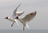 WB_Synchronflug