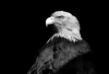 WB_Weisskopf Seeadler