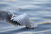 WB_der Aufsteiger