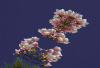 WB_fliegende Forsythien