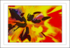 WB_fliessende Tulpe