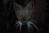 WB_schwarze-Katze
