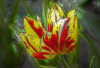 WB_verglast
