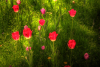 JL_feenlandschaft